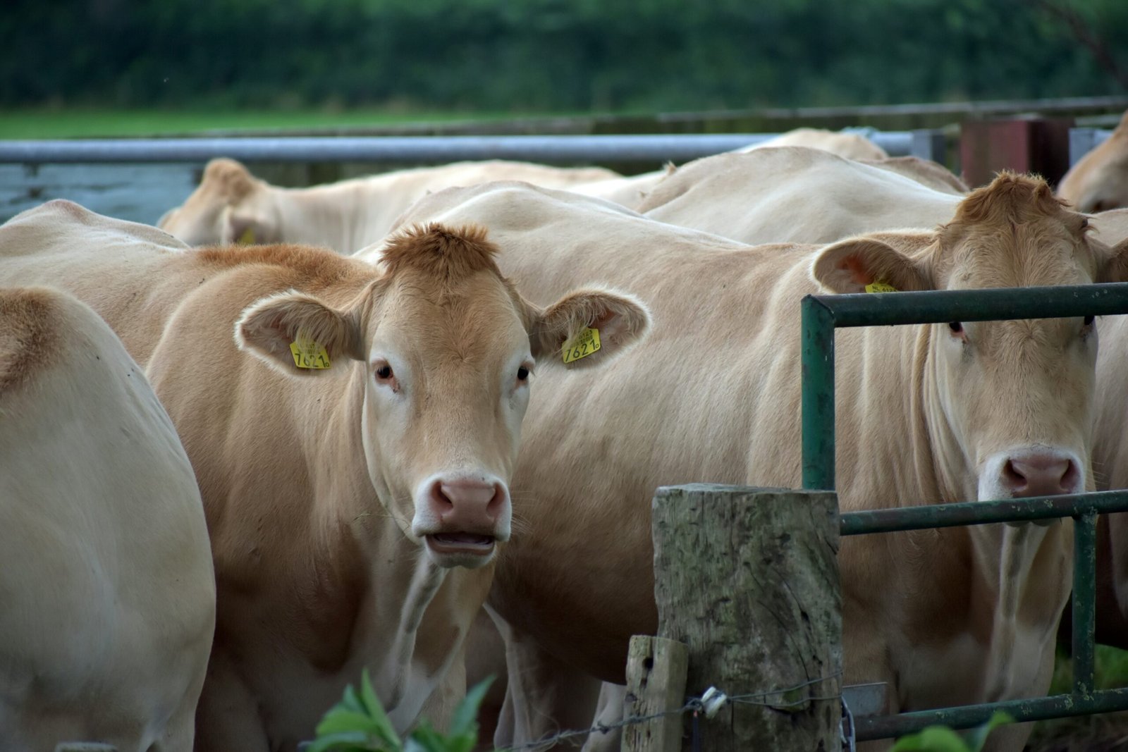 A herd of cows standing next to each other