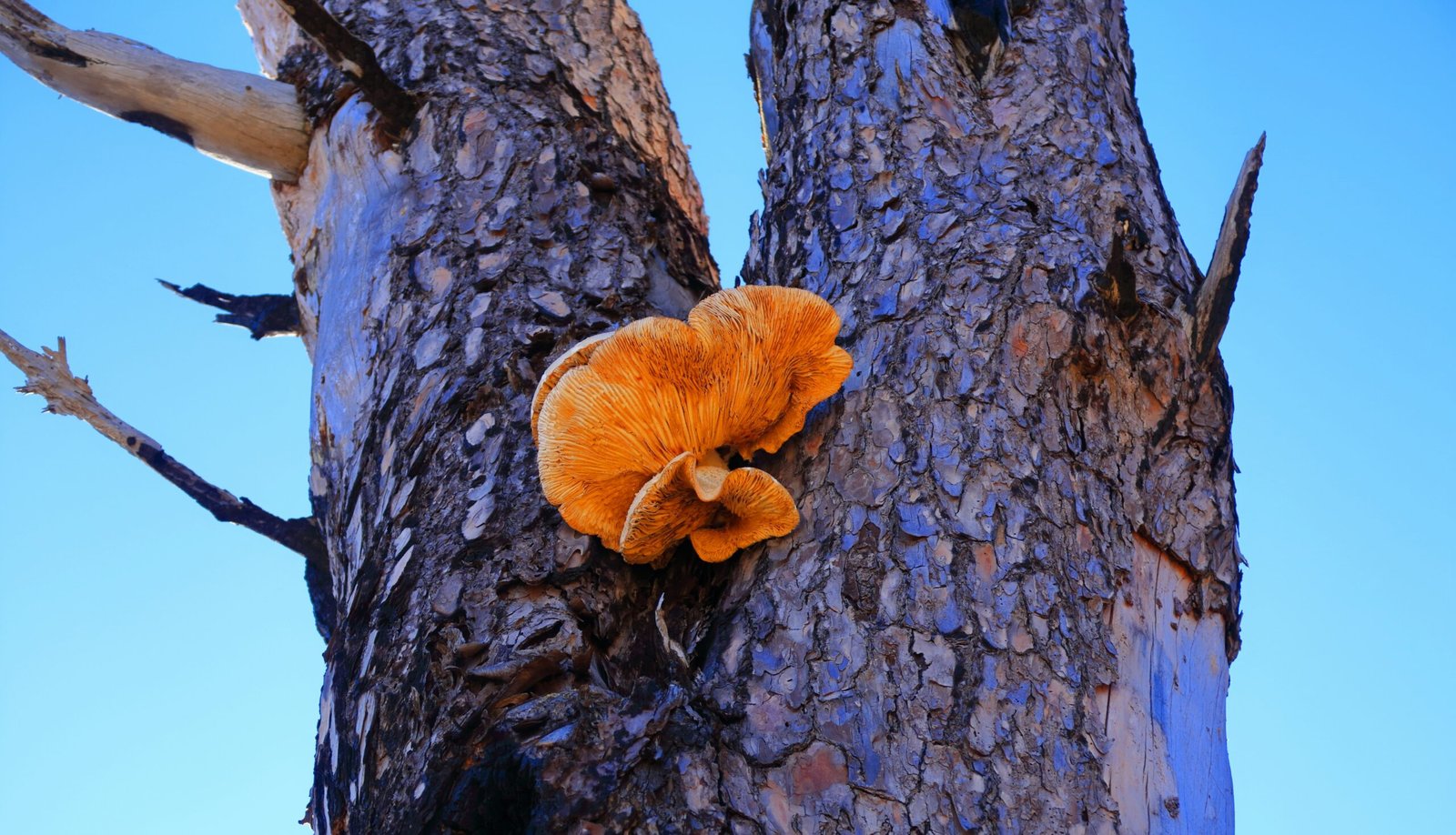 Unlocking Data Insights: The Extra Trees Algorithm for Classification and Forecasting